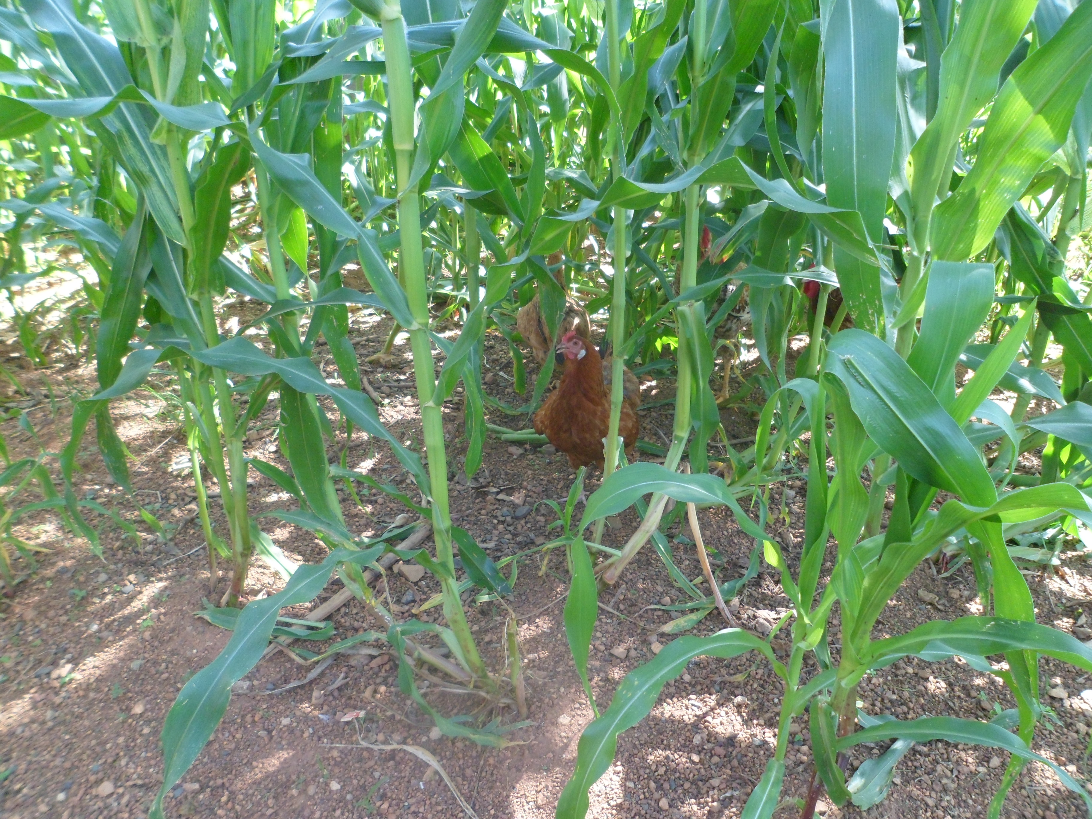 Climate Justice - Resilience Environment and Livelihood Project